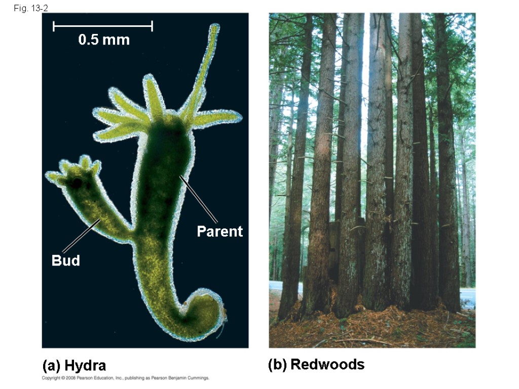 Fig. 13-2 (a) Hydra (b) Redwoods Parent Bud 0.5 mm